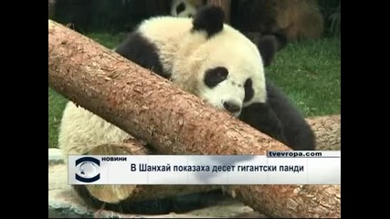 В Шанхай показаха 10 гигантски панди 