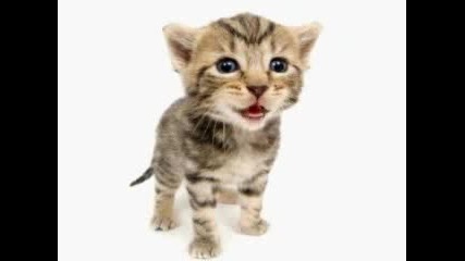 Kitty said what - Morphing Kittens
