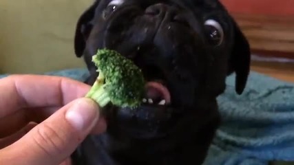 Смях - Куче яде броколи на забавен кадър :d