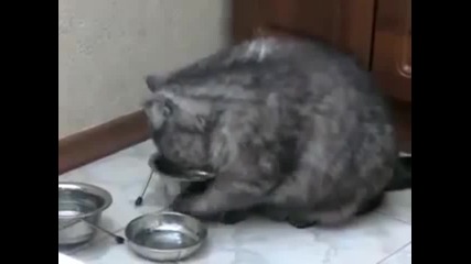 Гладна котка 