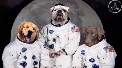 Животни космонавти! - Вижте 3 случая на изпратени животни в космоса!