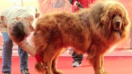 Китайски милионер купи тибетски мастиф за 1,6 млн. долара