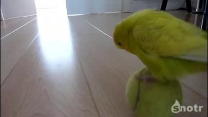 Папагал си Играе със топка