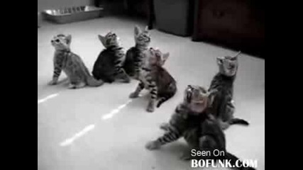 Сладки Котенца 