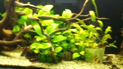Моя аквариум