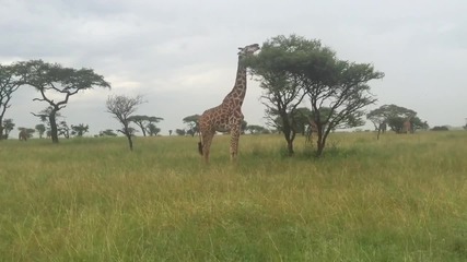 Жираф похапва в Серенгети