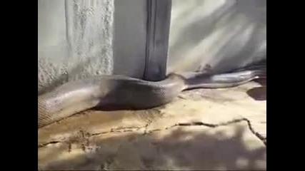 Най - Дългата змия която е мъртва