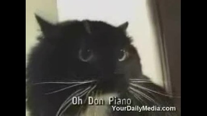 Cats Remix
