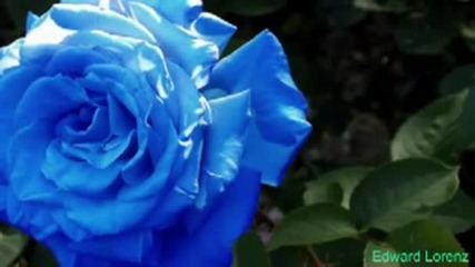 Kiss From A Rose 