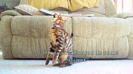 Трик С Куче и Котка ! 