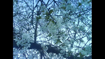 cvetq i priroda - cascada - Shut up.wmv