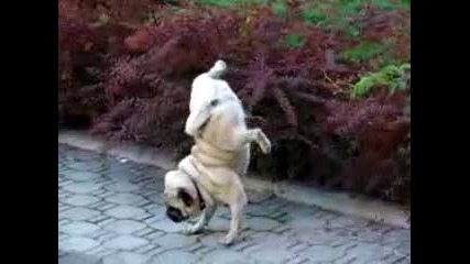 funny pug 