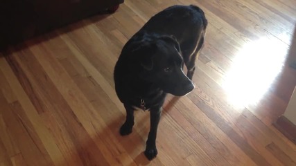 Doggie Warning System