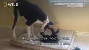 Над правилата | Най-смешните домашни видеоклипове на Америка с животни | NG Wild Bulgaria