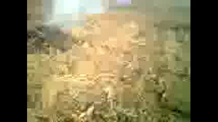 Ates Tutustumak Misir Saplani Hq 