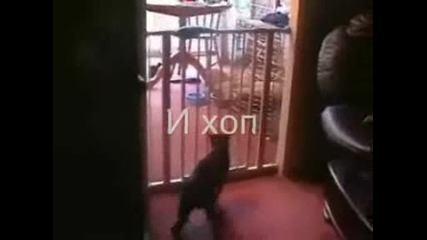 Котка прави предно салто