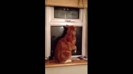 Умно коте си отваря само прозореца!
