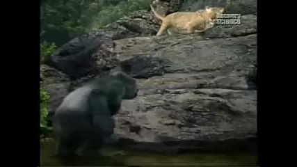 леопард срещу горила 