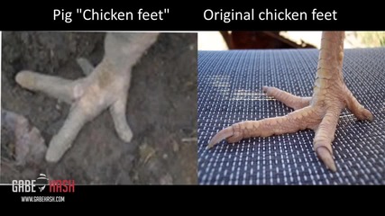 Brazillian Pigs Have Developed Chicken Feet November 18, 2013