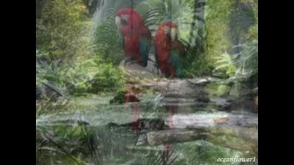Amazon Rainforest - Best relaxing music