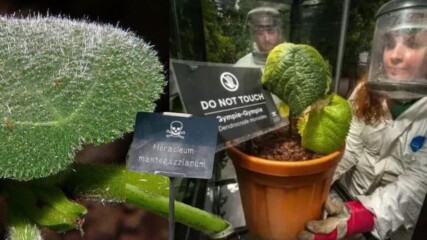 Вижте кое е най-опасното растение в света, което може да предизвика мисли за самоубийство!🌿🩸