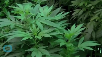 Buds Biz: How to Legally Invest in Pot Companies