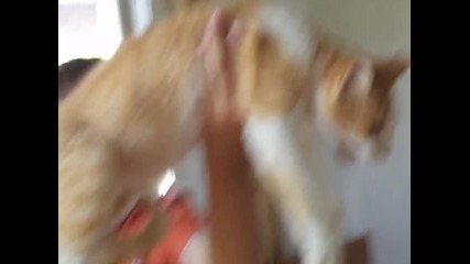 Летящата котка