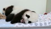 Търсят имена за две сладки бебета панди