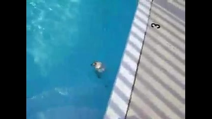 Зайче плува! 