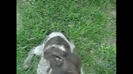 вики