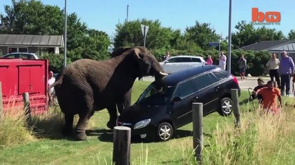Разярен слон от цирк атакува автомобил