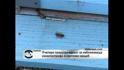 Пчелари предупреждават за наближаваща екокатастрофа в световен мащаб