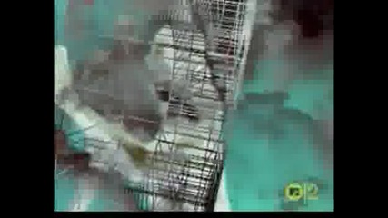 Snap - Rhythm Is A Dancer