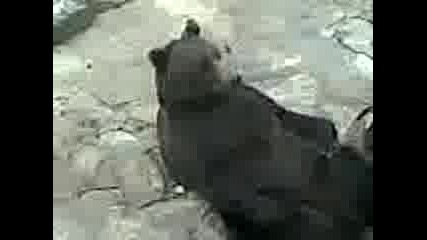 мечката от зоопарк стара загора (стои като човек)
