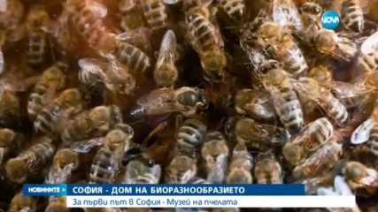 Откриха музей на пчелата в София