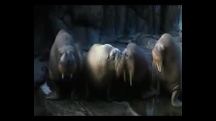 50 First Dates chast 4 