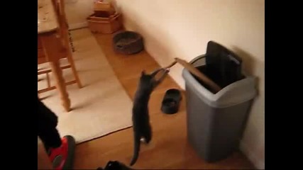 Котарака боксьор 100% смях 