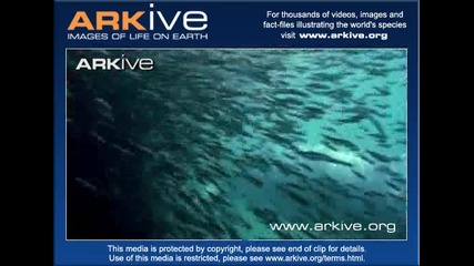 whale