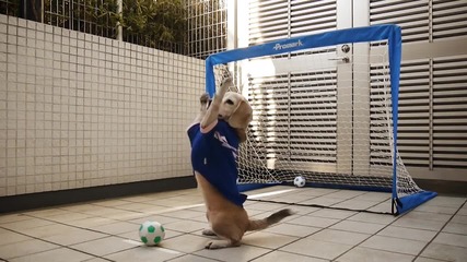 Това малко куче е много добър вратар!