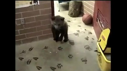 Гризли бебе срещу вълче