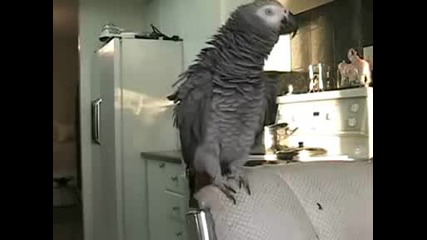 папагал прави Beatboxing Parrot 