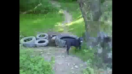 ROKI