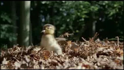 Disney Nature - Earth Hd Trailer