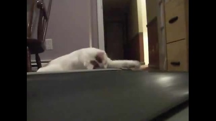 Смях котка на ходеща патека