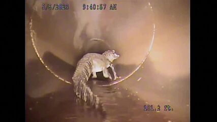 ИЗНЕНАДВАЩО: Заснеха двуметров алигатор да се разхожда в канализацията (ВИДЕО)