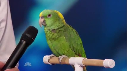 Удивителен папагал в Америка търси талант 2014