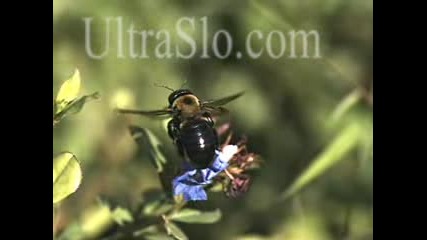 Полет На Пчела, Който Не Си Виждал