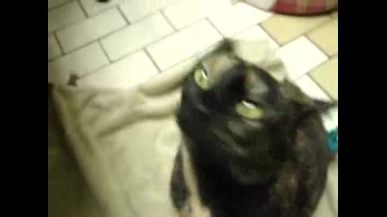 Звук на Яка кола от Котка 