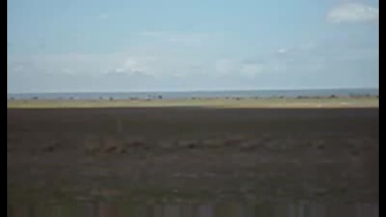 Газели на Томпсън.avi