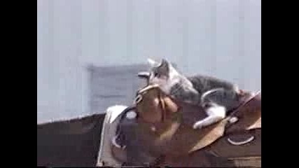 Котка Гъзар Много Яко !!